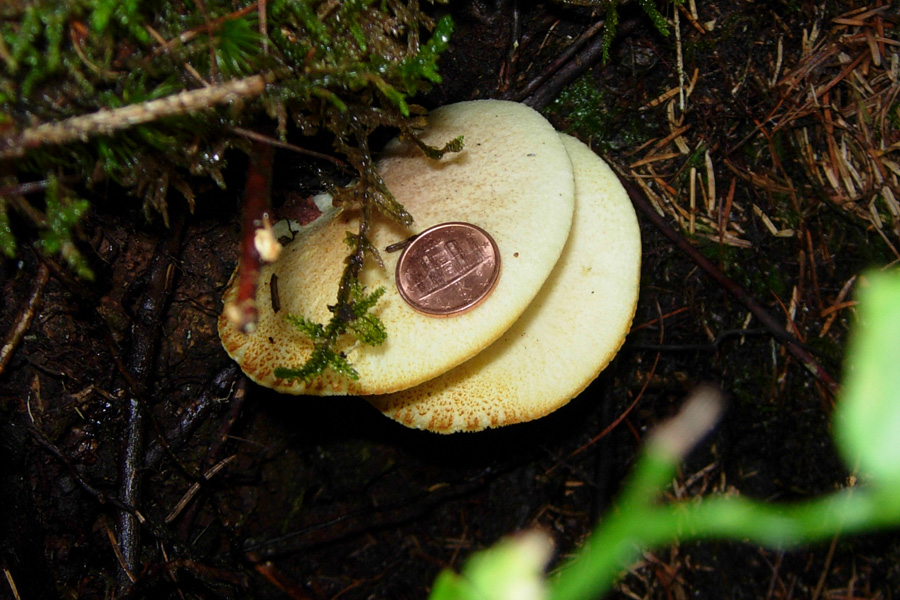 Ultimi funghi dal Trentino